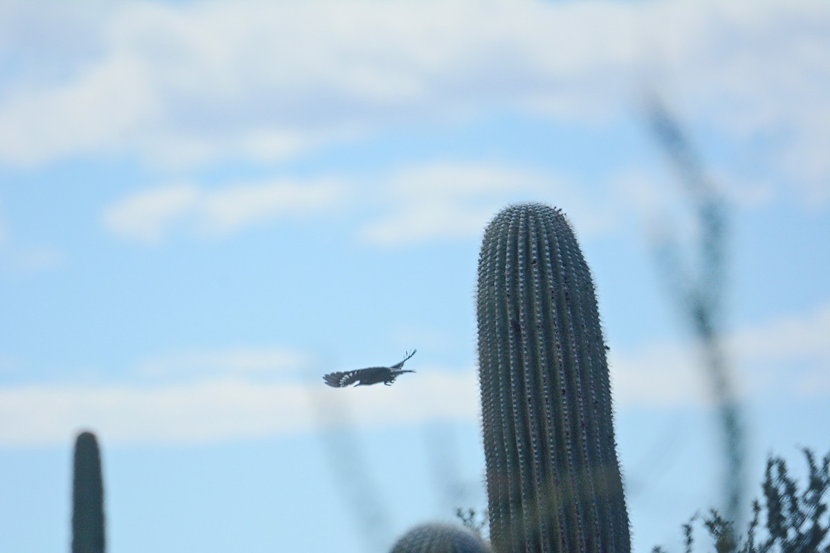 Pic des saguaros - ML145894011
