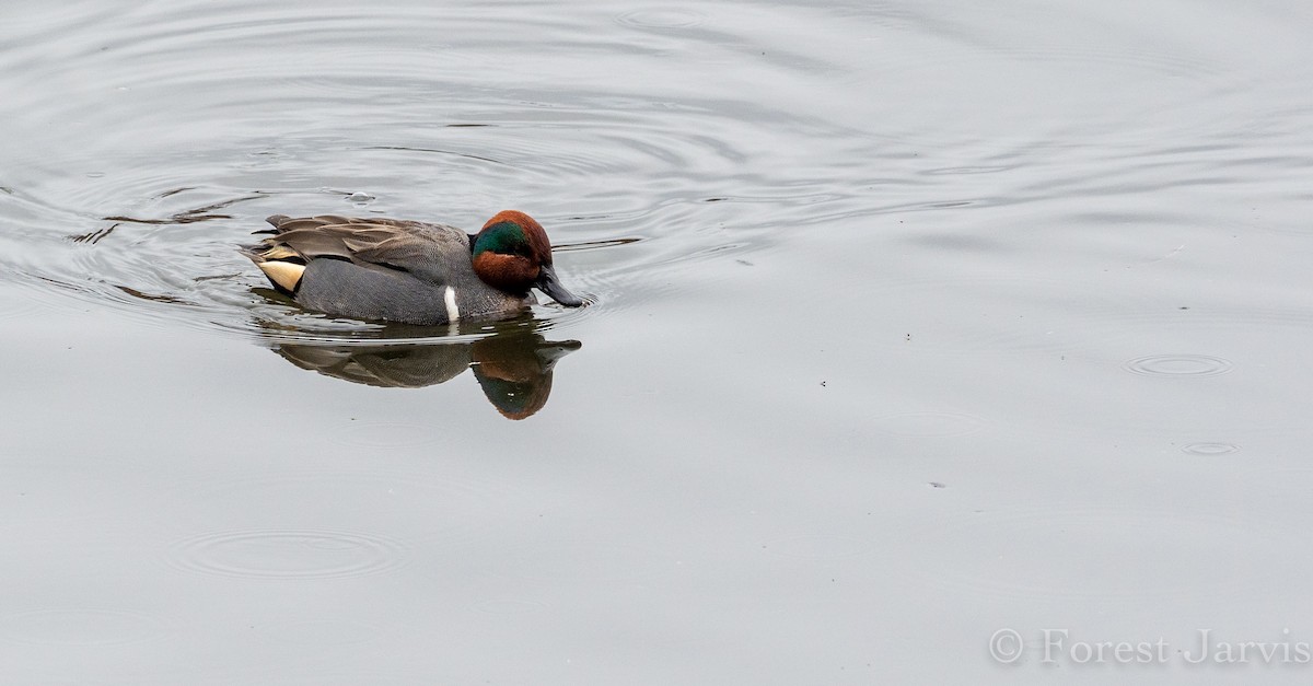 Green-winged Teal (American) - Forest Botial-Jarvis