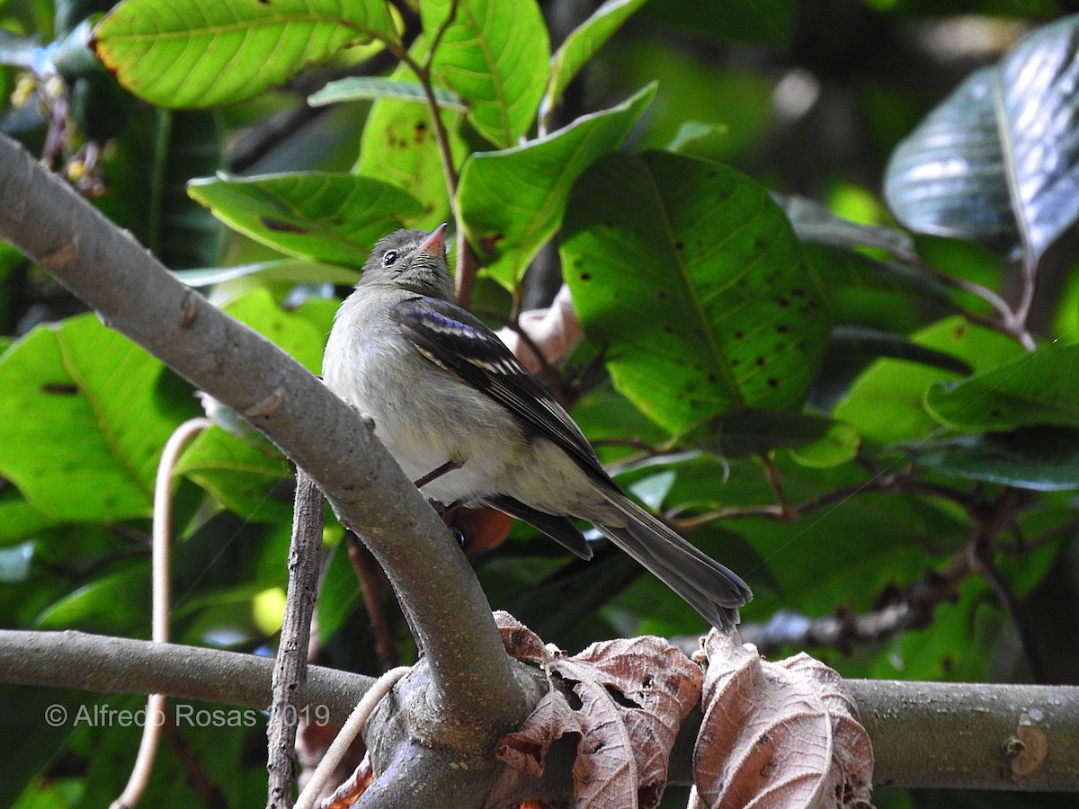 Mountain Elaenia - ML145895621