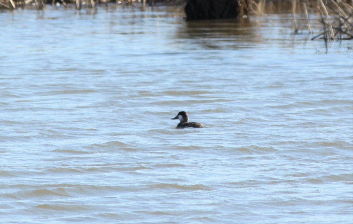 Ruddy Duck - ML145896731