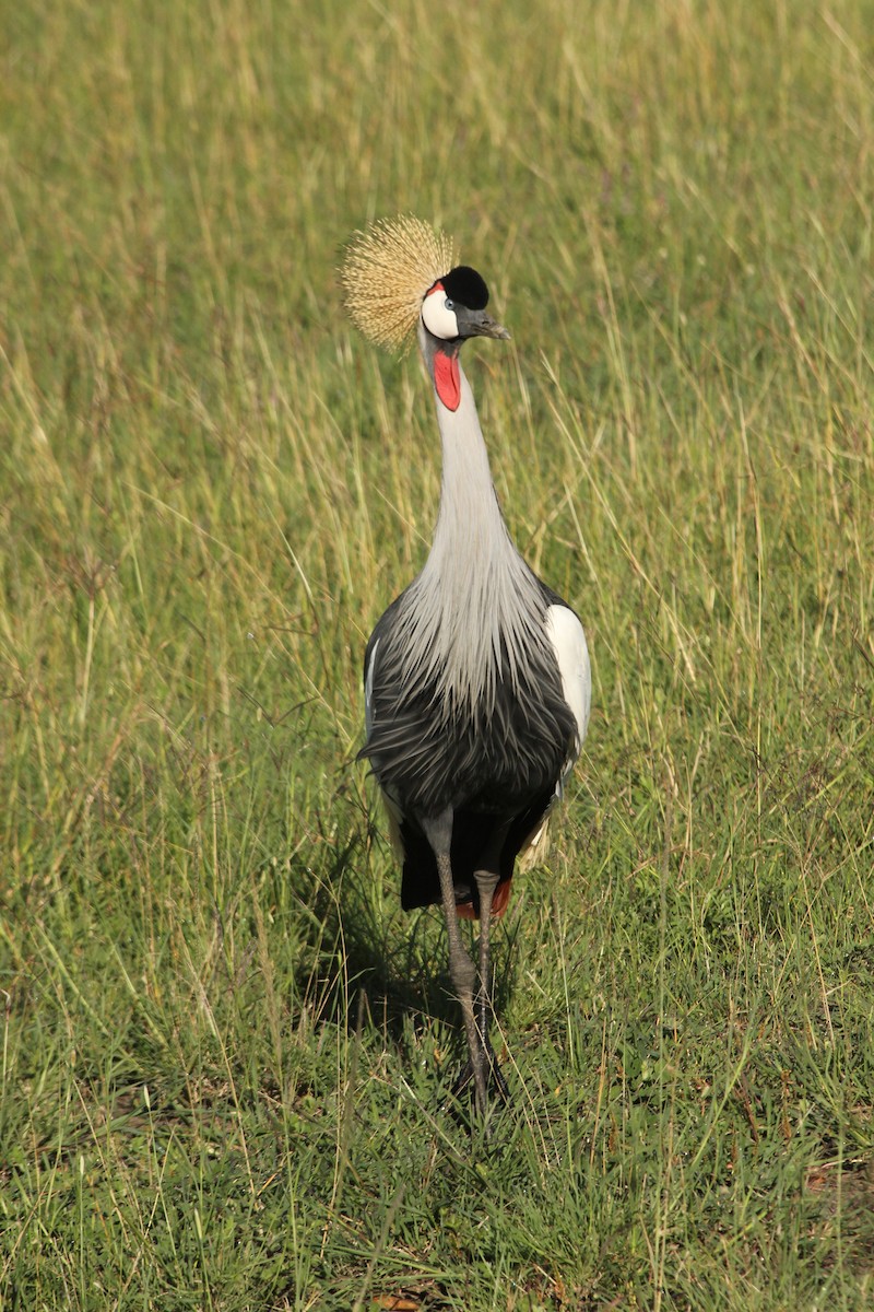 Grulla Coronada Cuelligrís - ML145897721