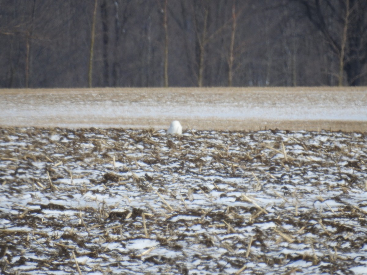 Snowy Owl - ML145899071