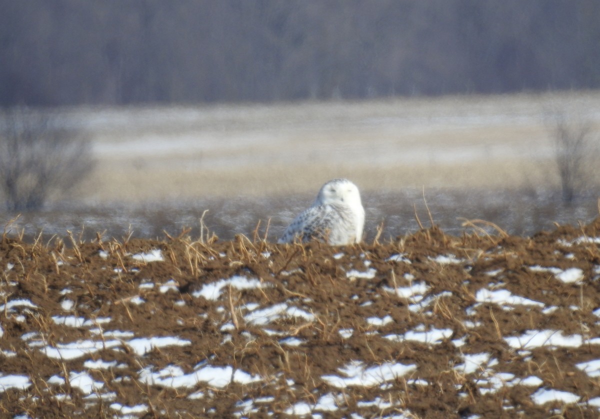 Snowy Owl - ML145900301