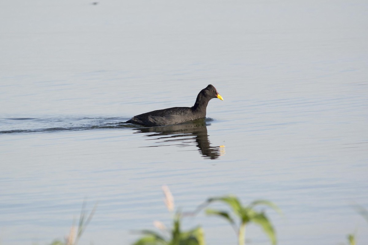 Foulque à front rouge - ML145901121