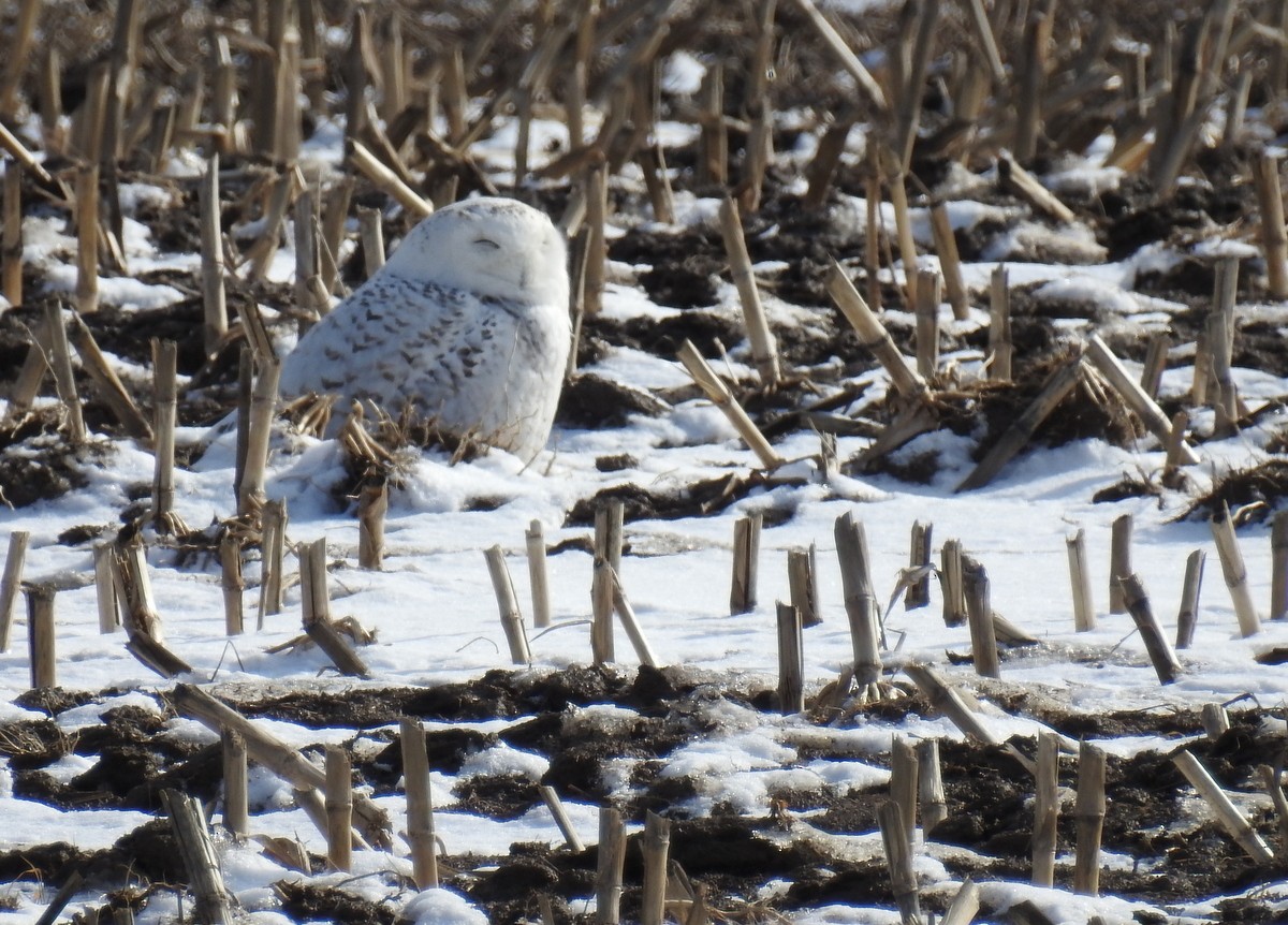 Snowy Owl - ML145902031