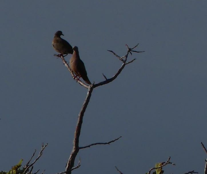 Eared Dove - ML145902371