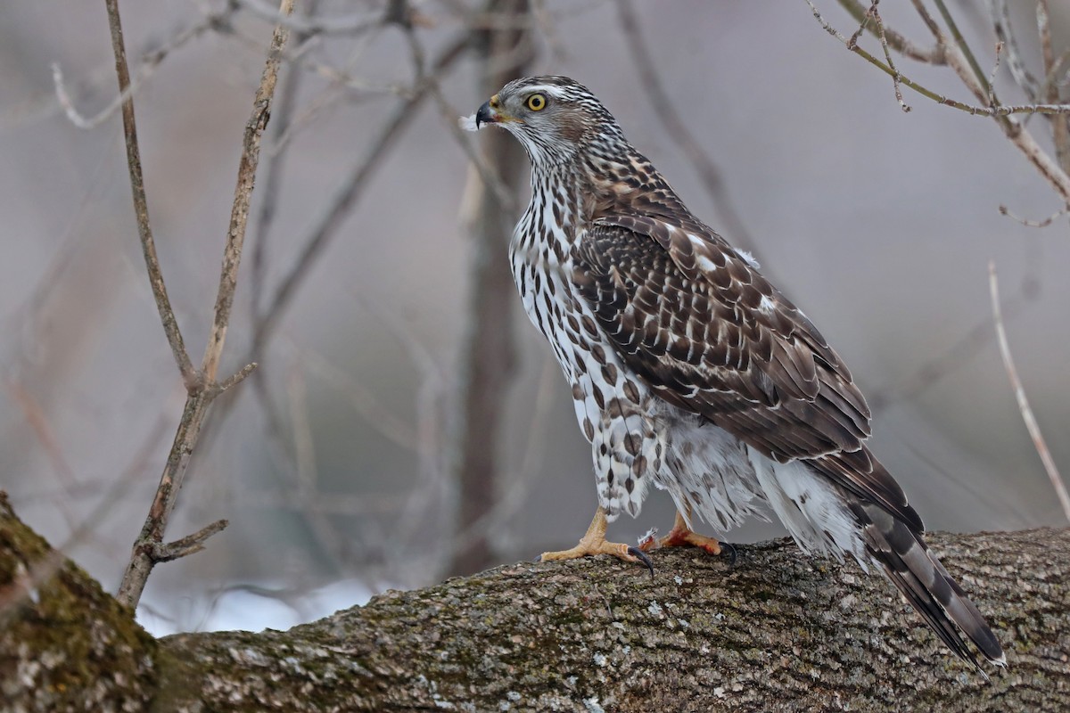 American Goshawk - Daniel Jauvin