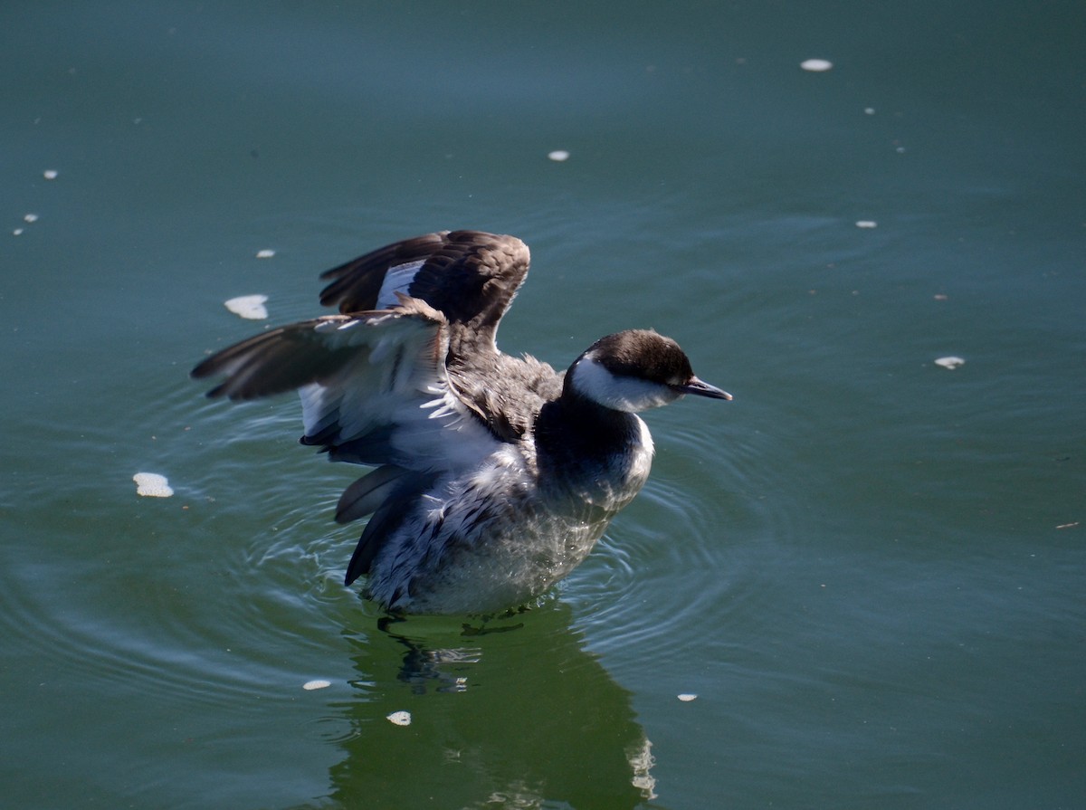 Пірникоза червоношия - ML145909841
