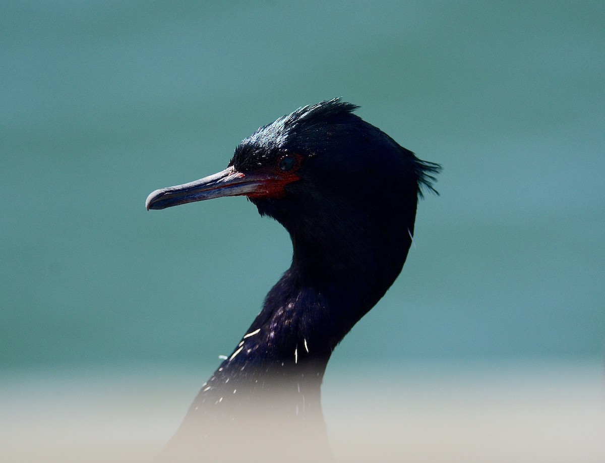 Pelagic Cormorant - ML145909901