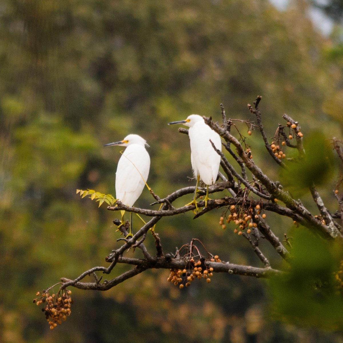 Western Cattle Egret - ML145910921