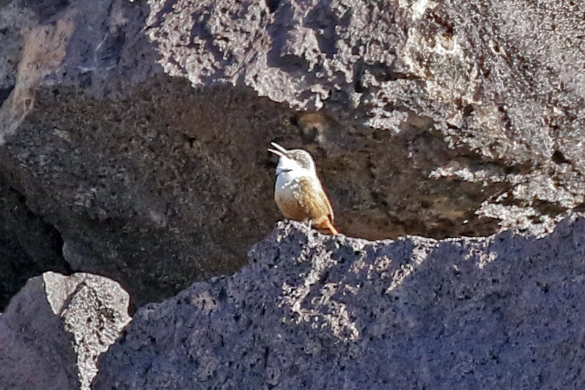 Canyon Wren - David McQuade