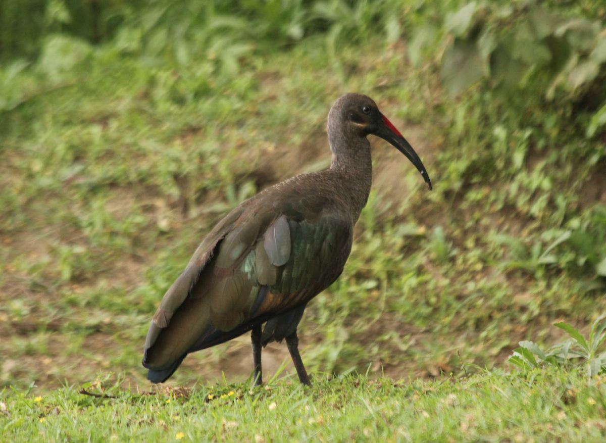 Hadada Ibis - ML145912811