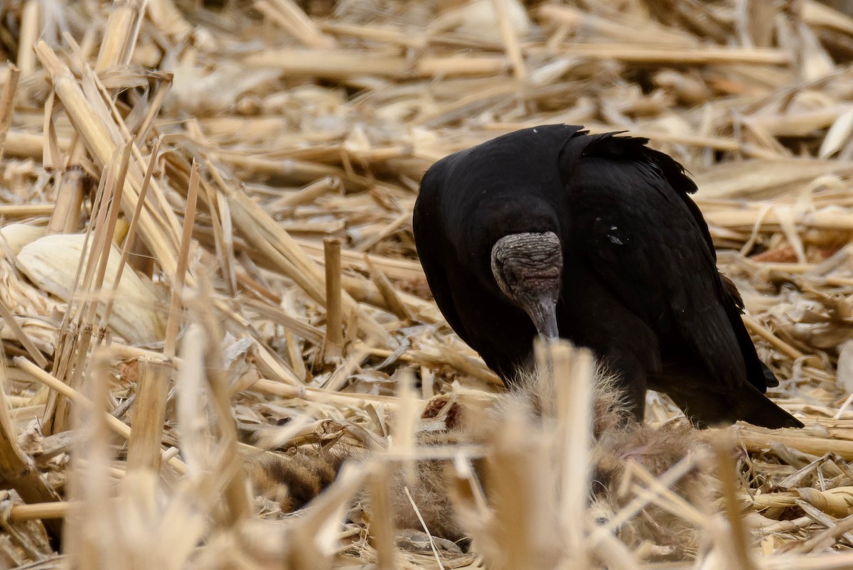 Black Vulture - ML145912841