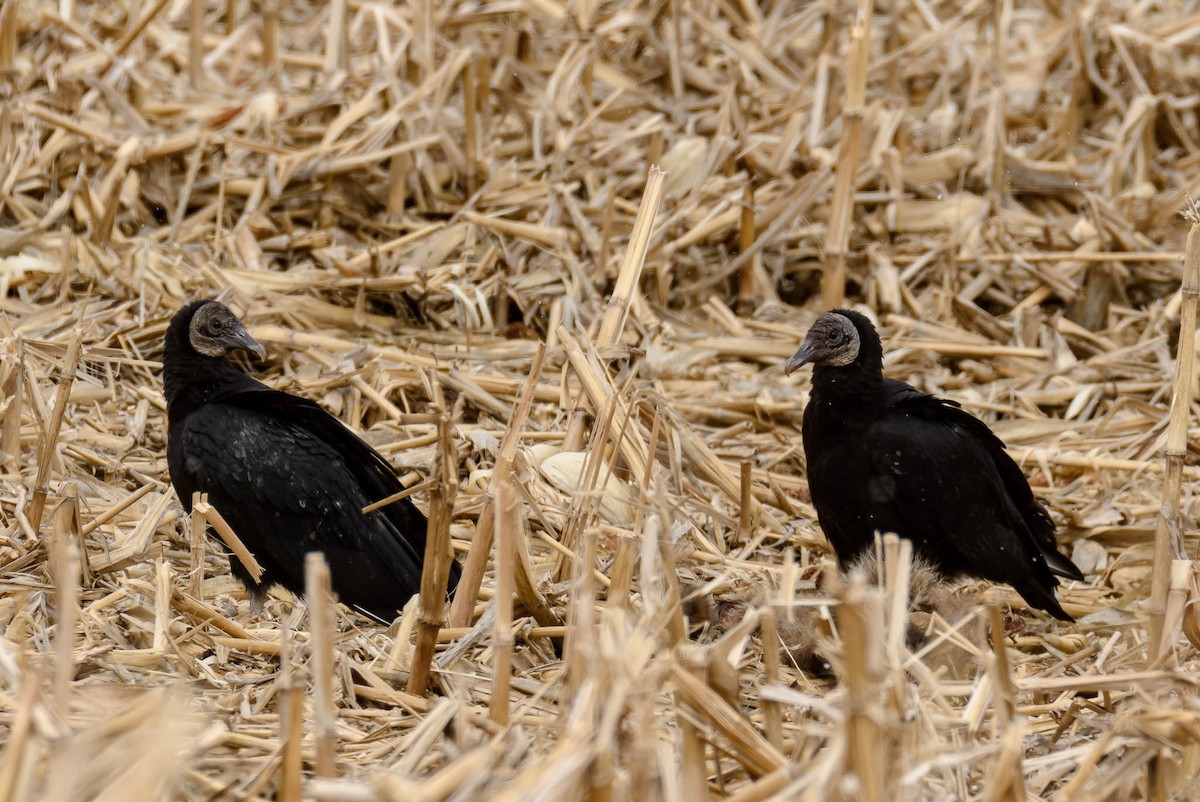 Black Vulture - ML145912851