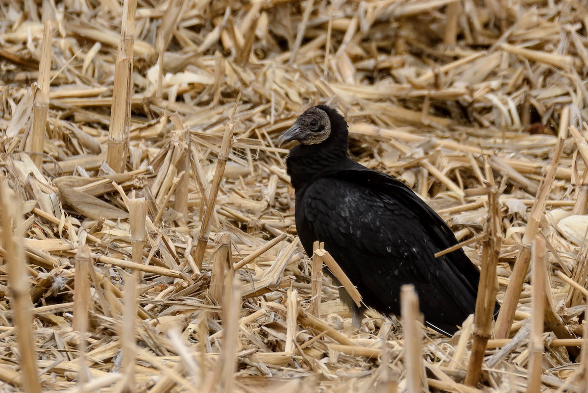 Black Vulture - ML145912861
