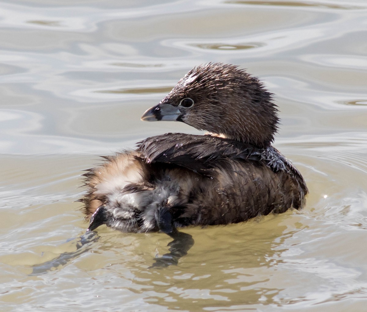 Pied-billed Grebe - ML145914451