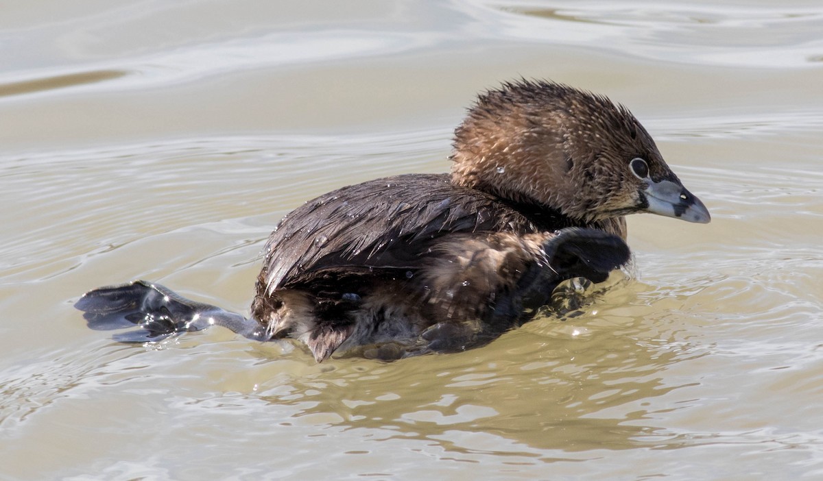 Pied-billed Grebe - ML145914461