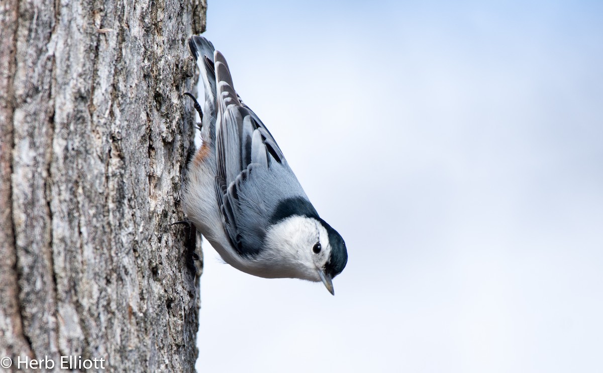 White-breasted Nuthatch - ML145914791