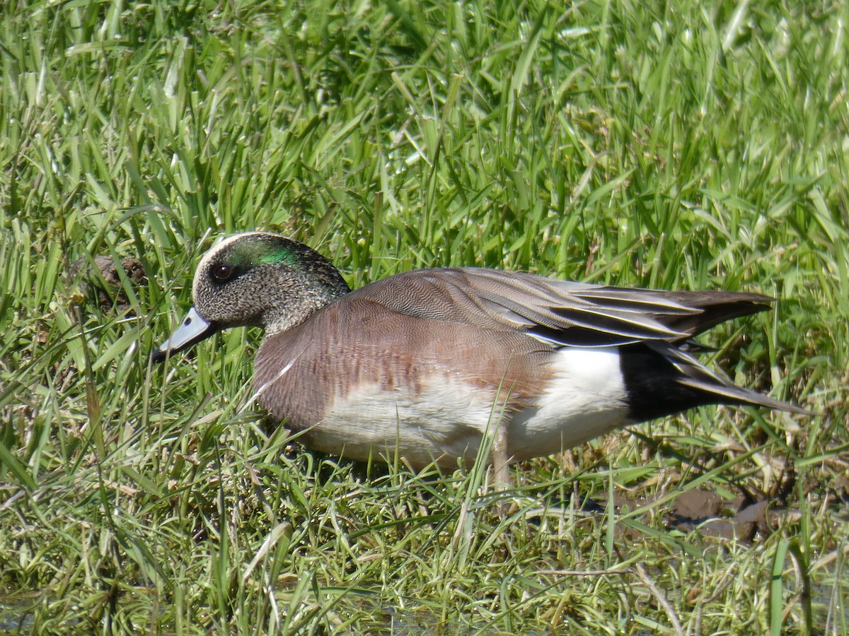 American Wigeon - Barry Mast