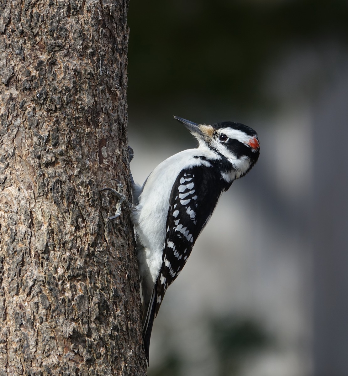 Hairy Woodpecker - ML145919831