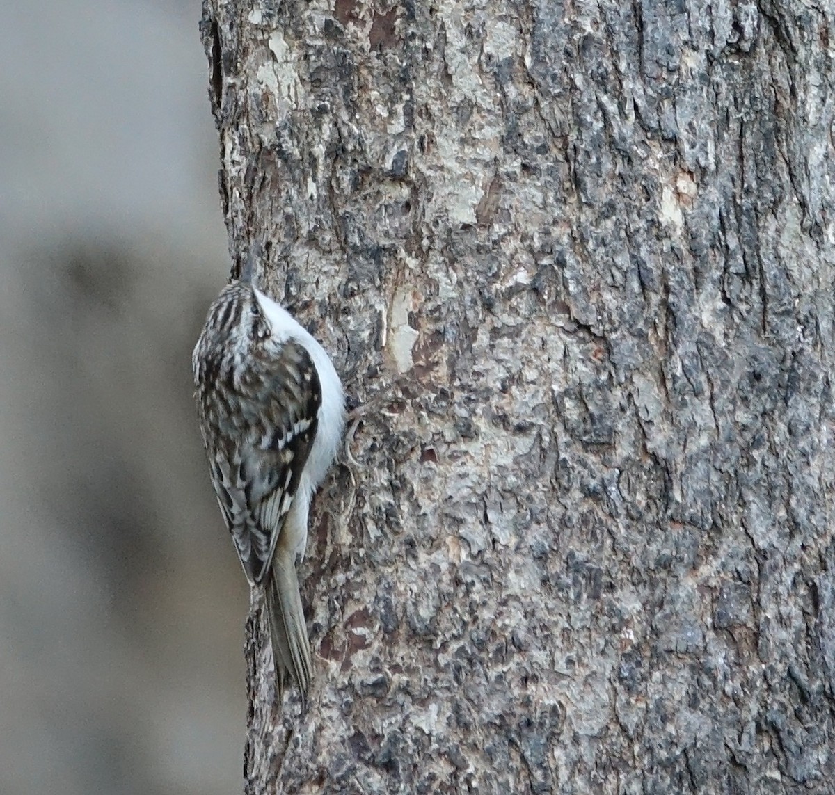 Brown Creeper - ML145920491