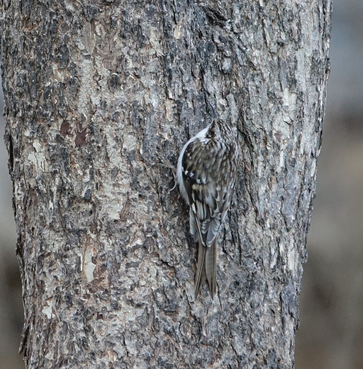 Brown Creeper - ML145920571