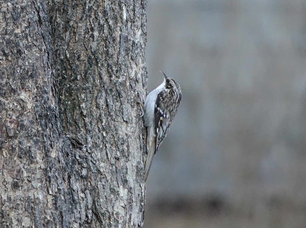 Brown Creeper - ML145920601