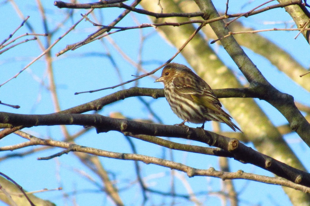 Pine Siskin - ML145920851