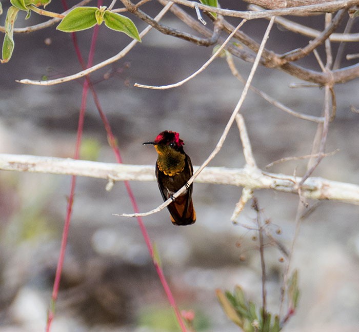 kolibřík červenohlavý - ML145921281