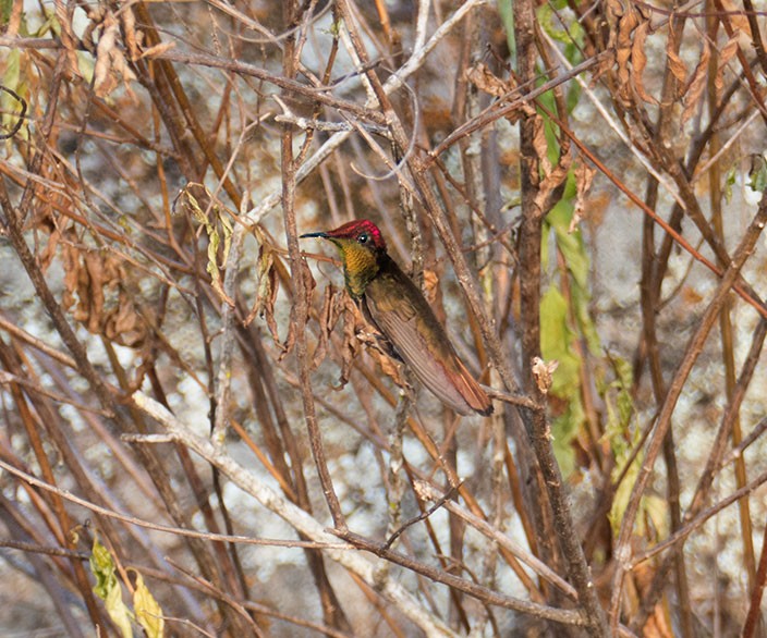 kolibřík červenohlavý - ML145921291
