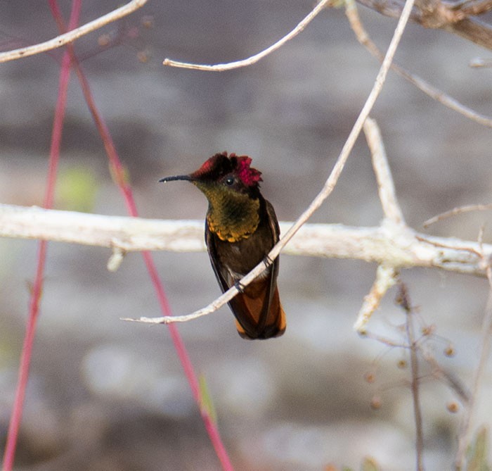 kolibřík červenohlavý - ML145921301