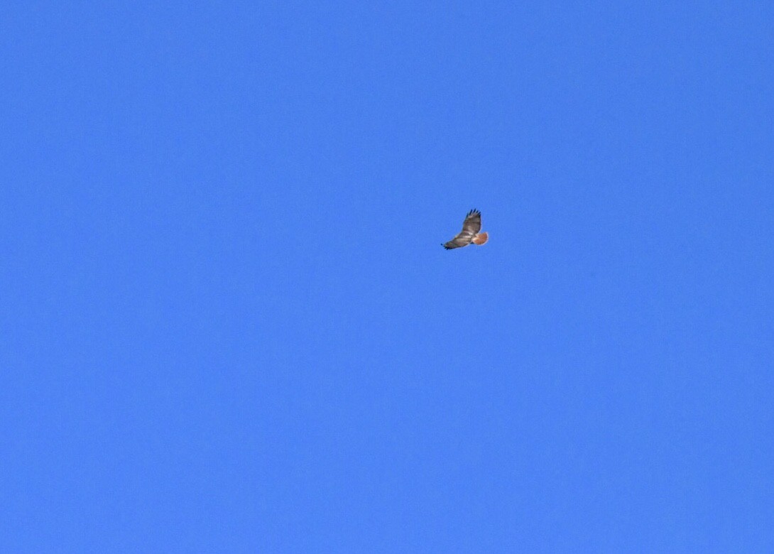 Red-tailed Hawk - ML145921601