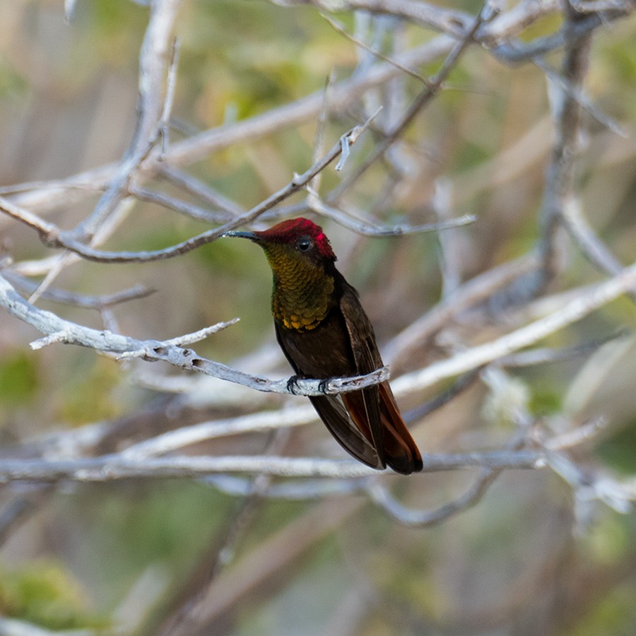 kolibřík červenohlavý - ML145921781