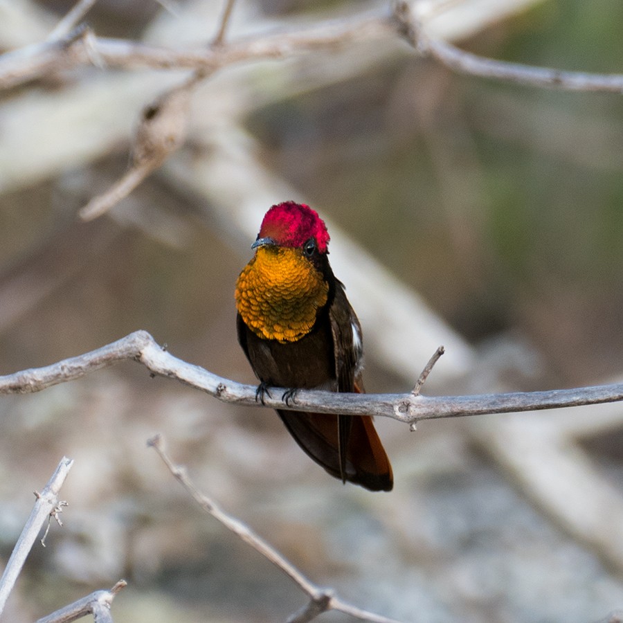 kolibřík červenohlavý - ML145921791