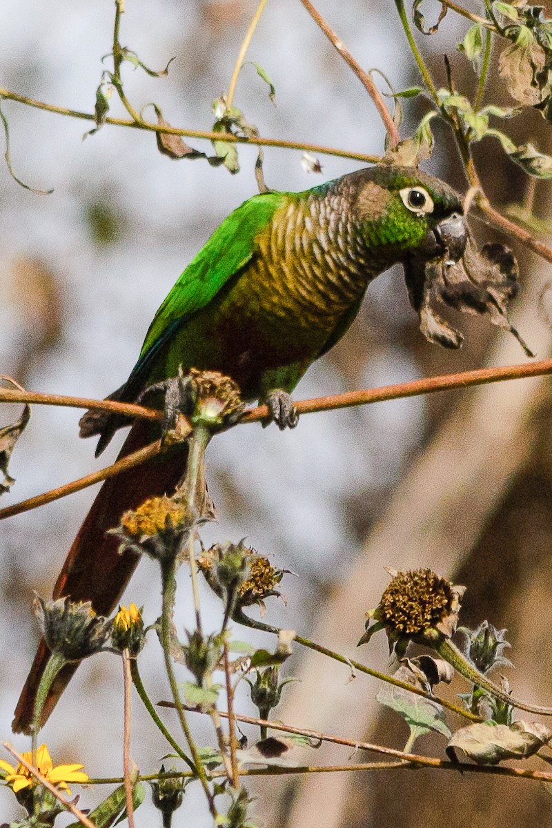 Conure de Molina - ML145922781