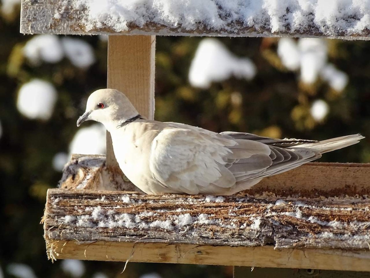 Eurasian Collared-Dove - Robert Gagnon