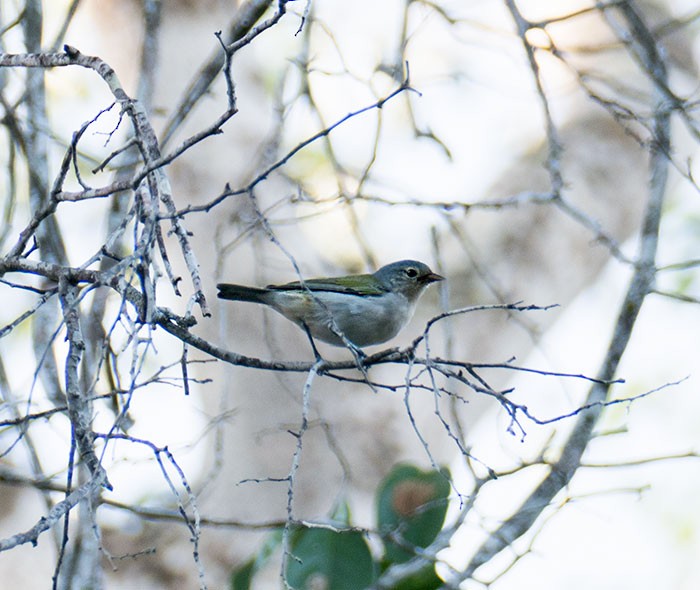 Chestnut-vented Conebill - ML145923651