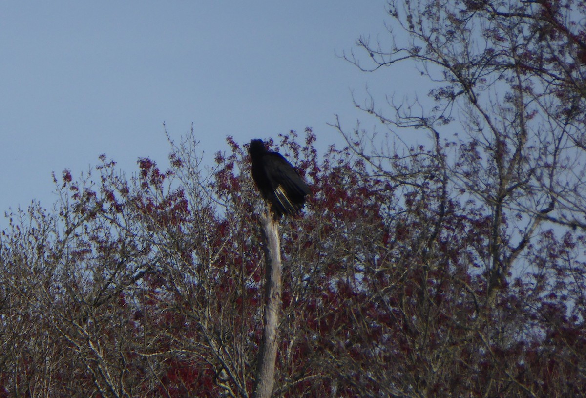 Black Vulture - ML145924251