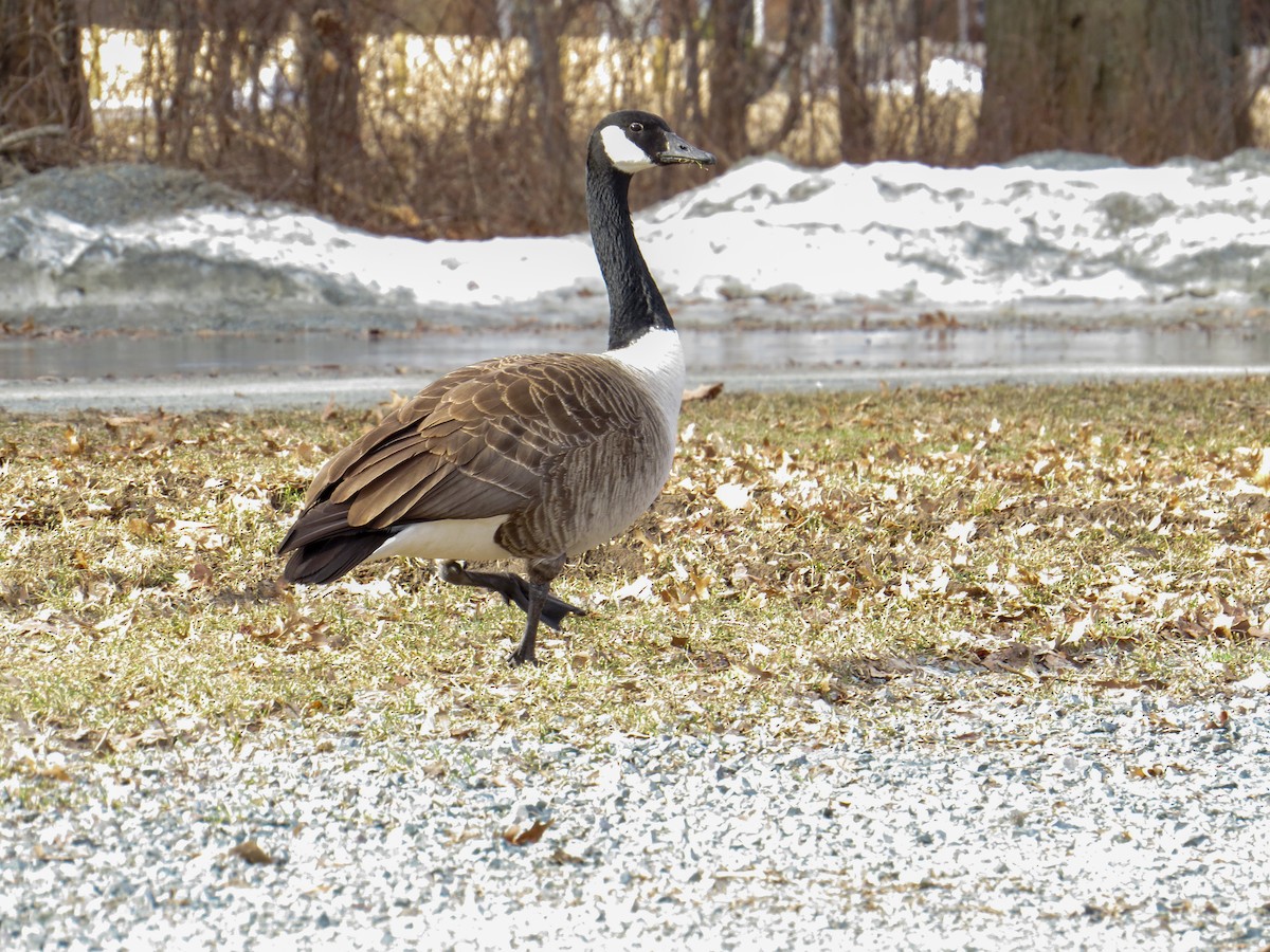 Canada Goose - ML145924451