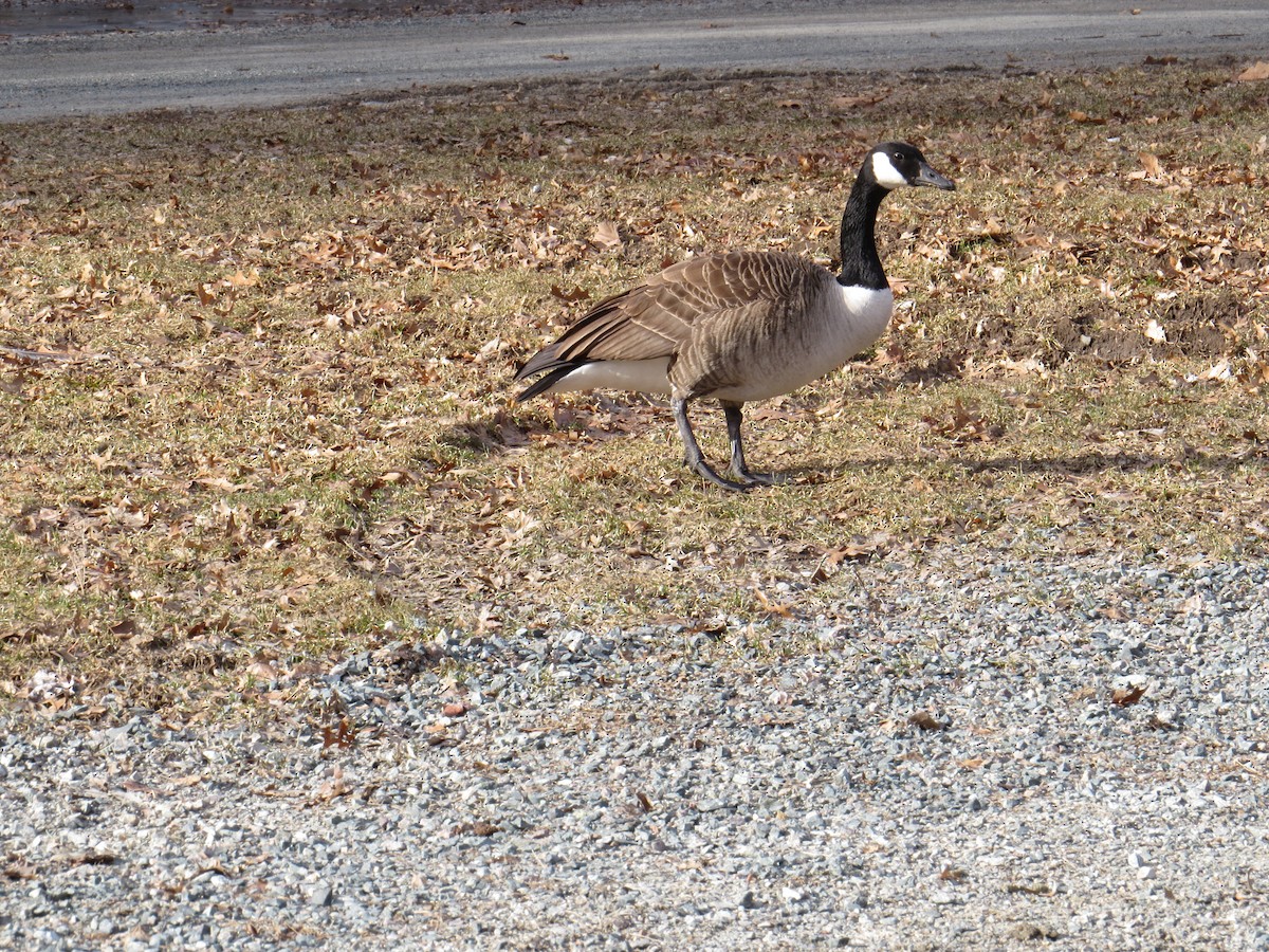 Canada Goose - ML145924481