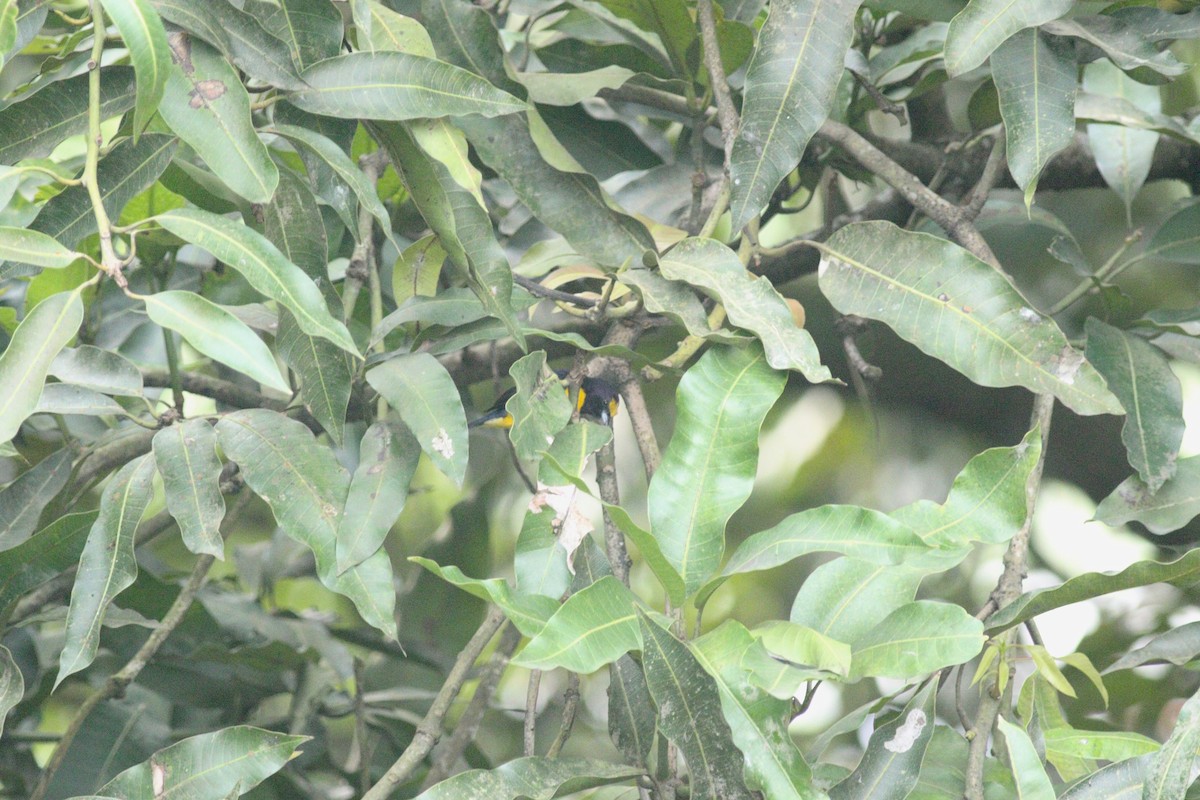 Orange-bellied Euphonia - Katrina Fenton