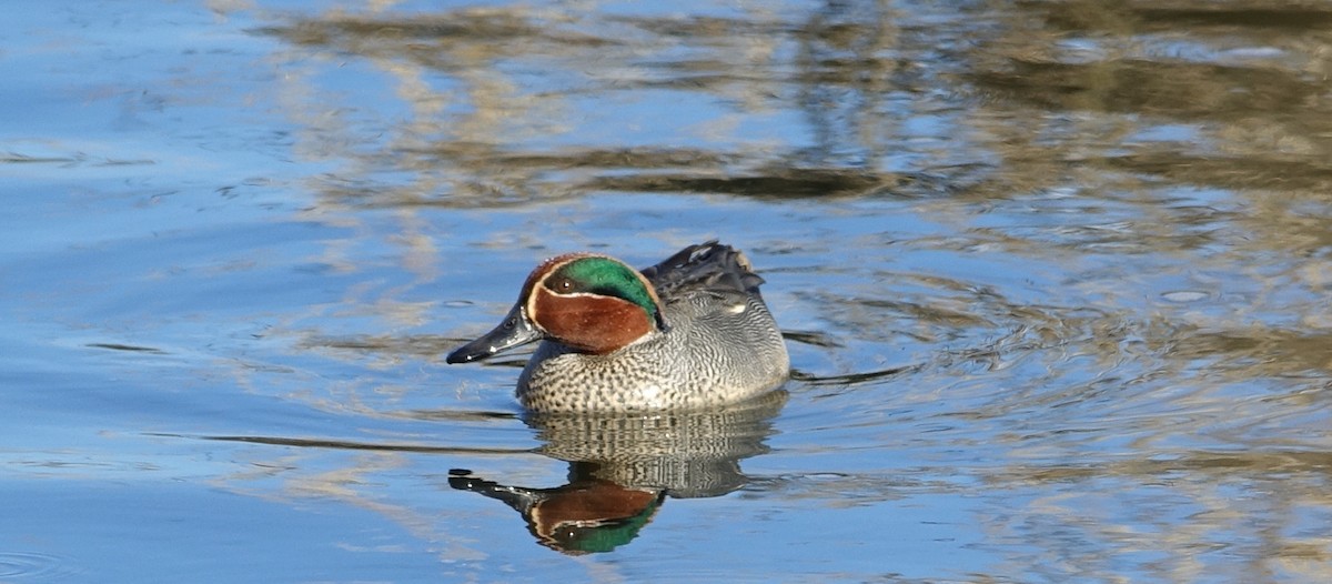 Green-winged Teal (Eurasian) - Robert Dixon