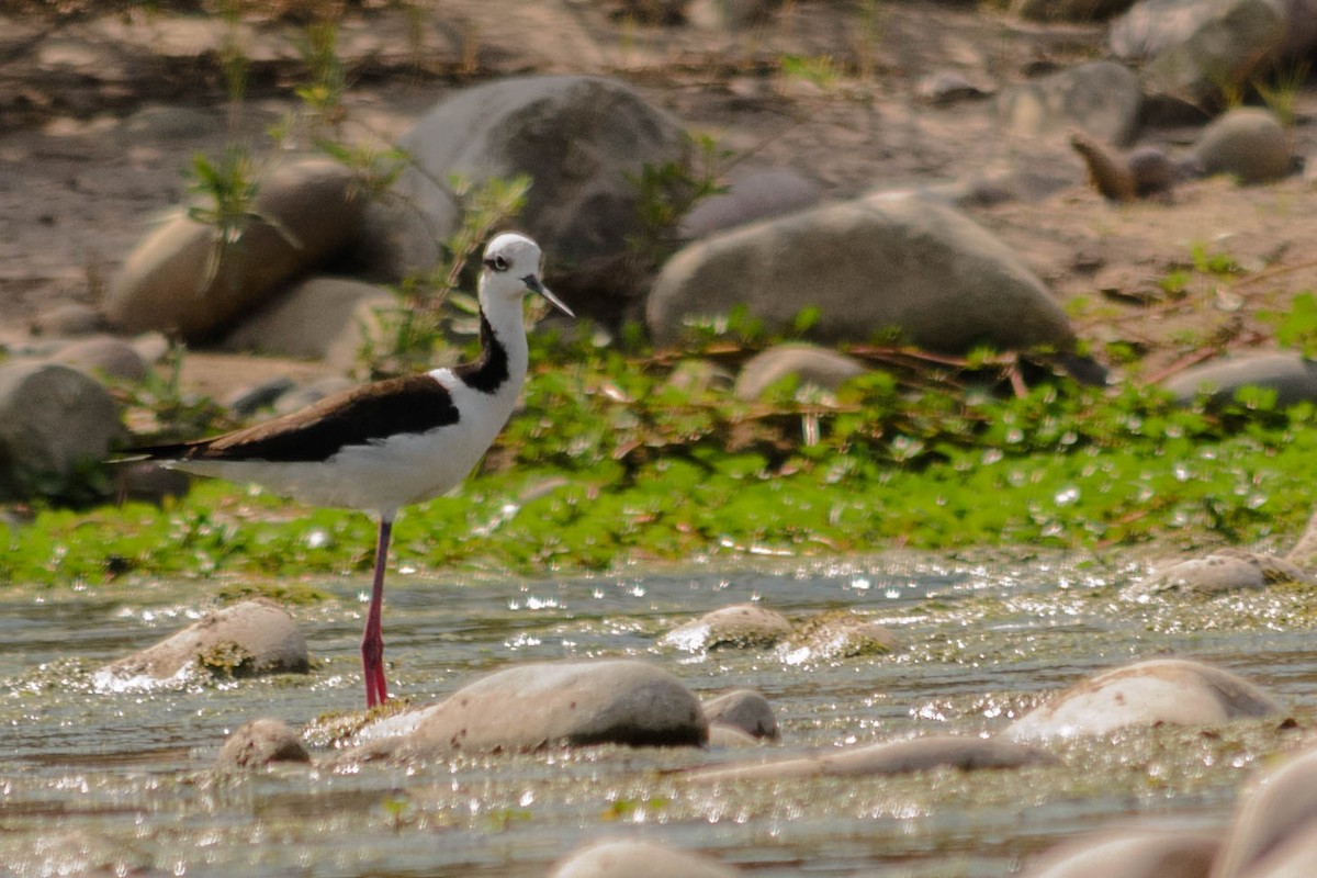 Black-necked Stilt - Stella Ayala