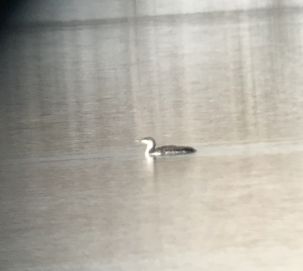 Red-throated Loon - Michael Lester