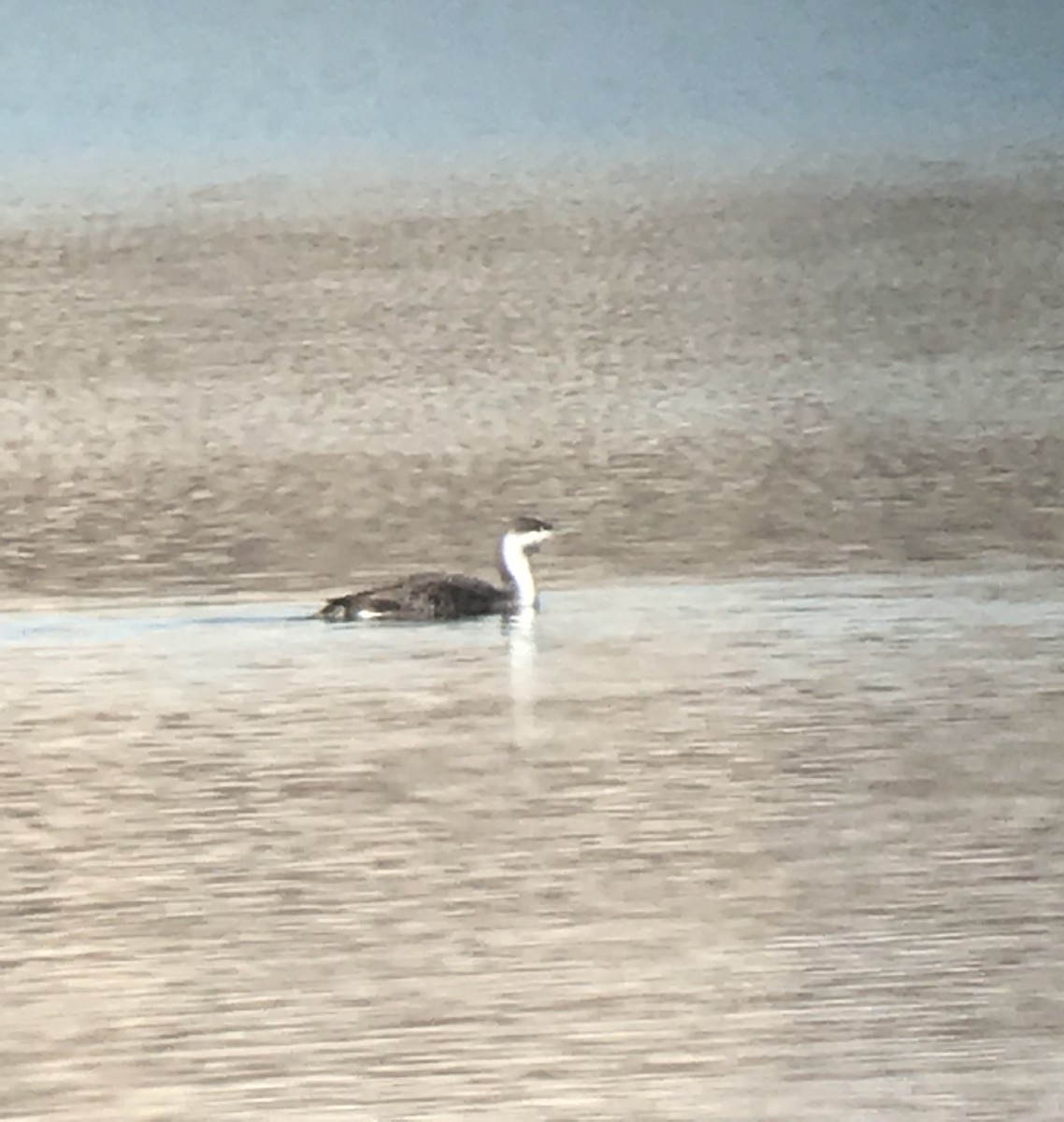 Red-throated Loon - Michael Lester