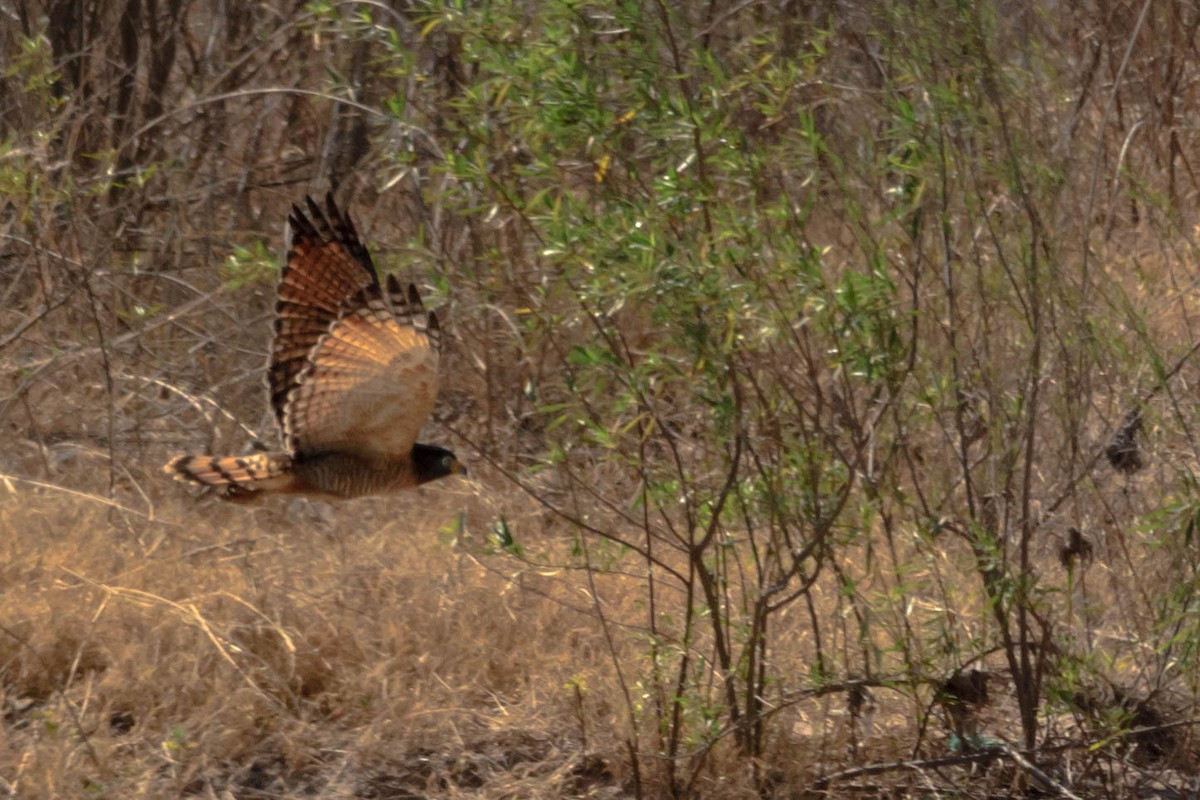 Roadside Hawk - ML145927041