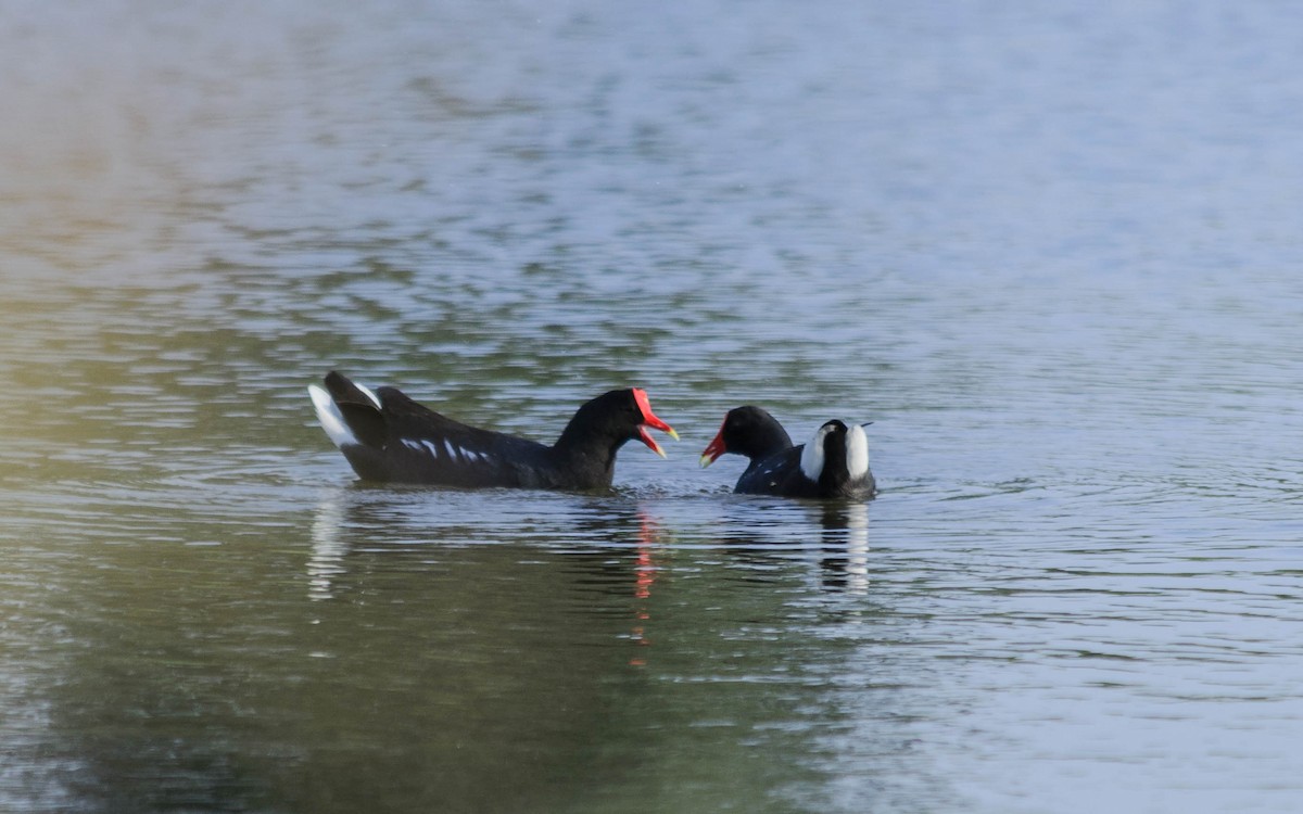 Common Gallinule - Stella Ayala