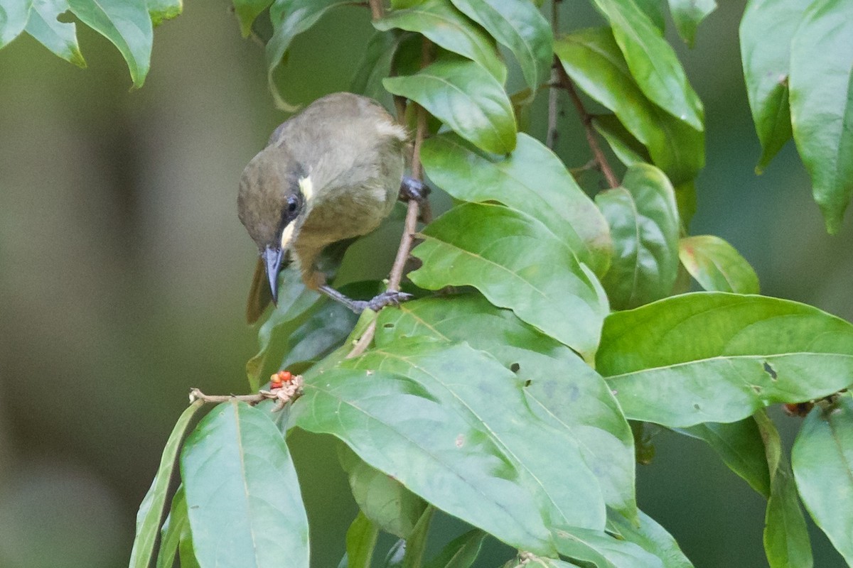 Yellow-spotted Honeyeater - Andrew and Michelle Ruthenberg