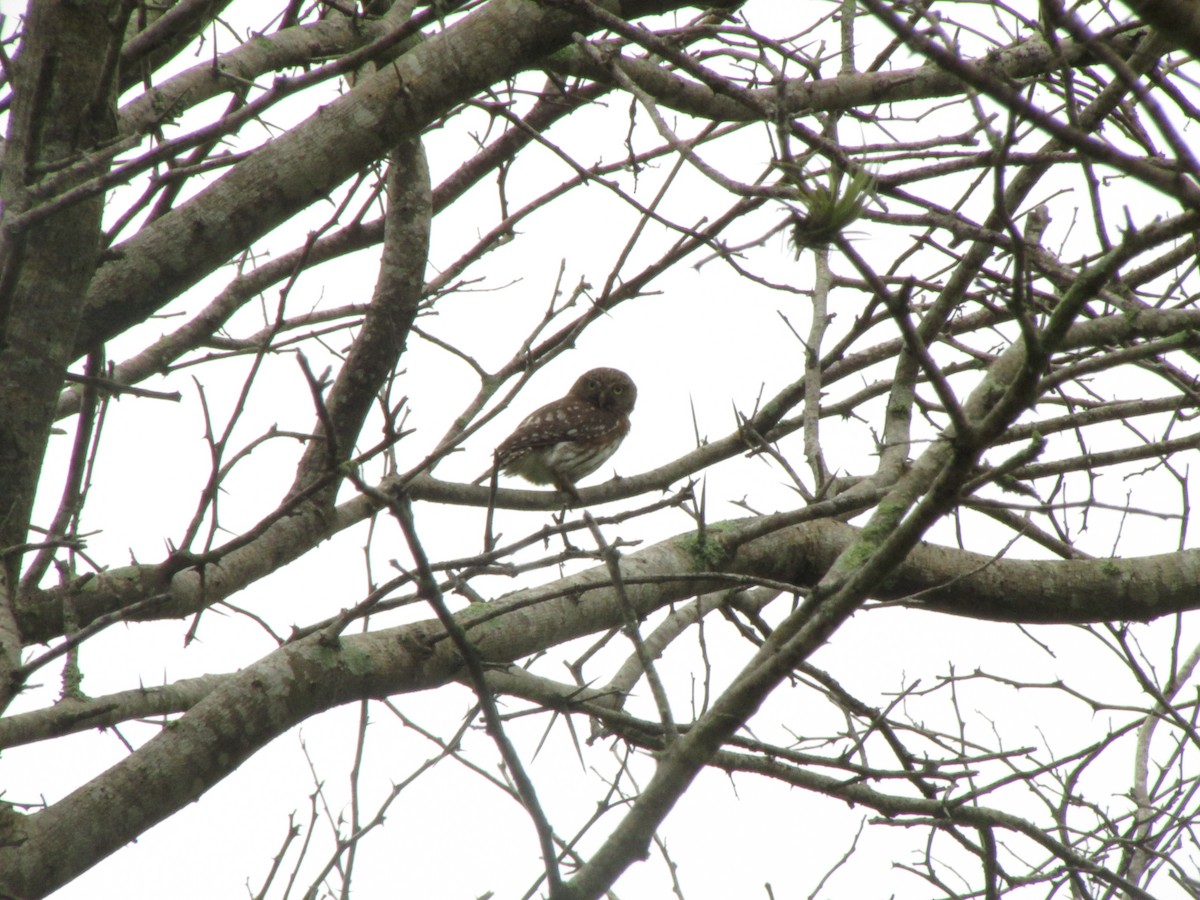 Peruvian Pygmy-Owl - ML145928941