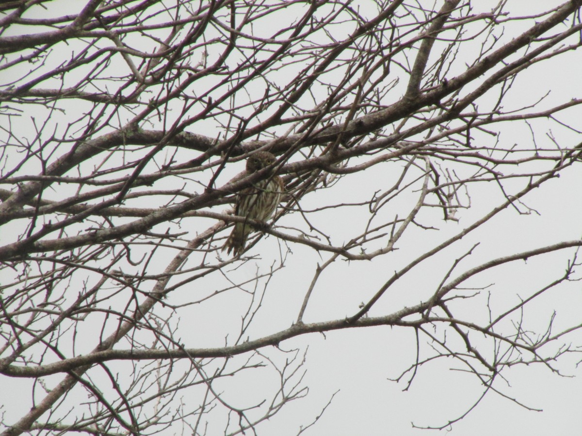 Peruvian Pygmy-Owl - ML145929061